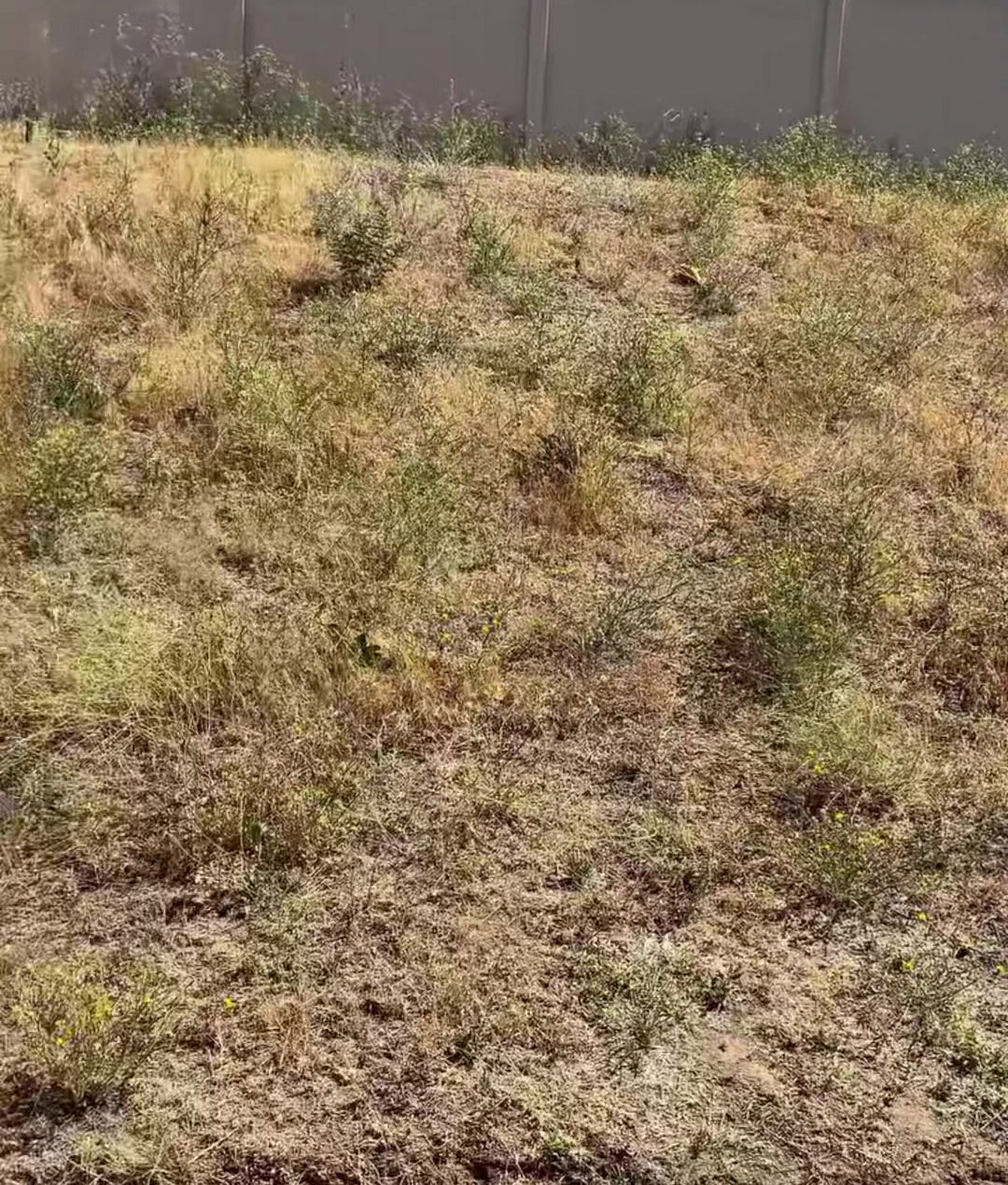 Before: a bare, eroded slope of dry weeds and loose dirt